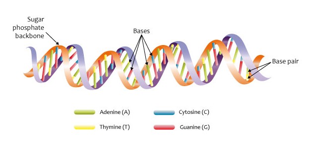 Modèle de la double hélice d'ADN