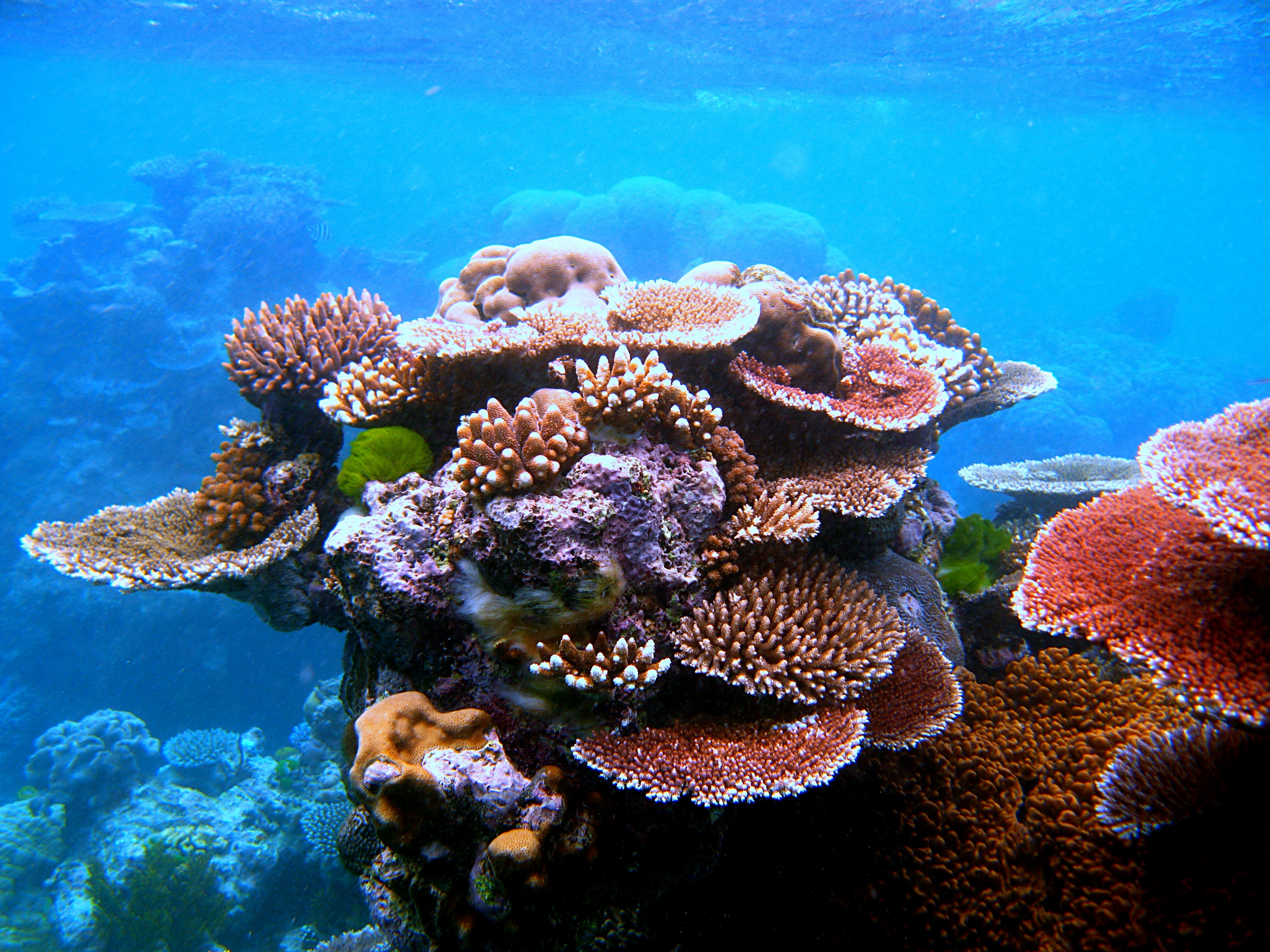 Récif corallien abritant une grande diversité d'espèces animales et végétales