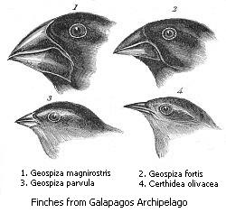 Planche des pinsons de Darwin, aux becs différents selon leur alimentation, illustrant la sélection naturelle