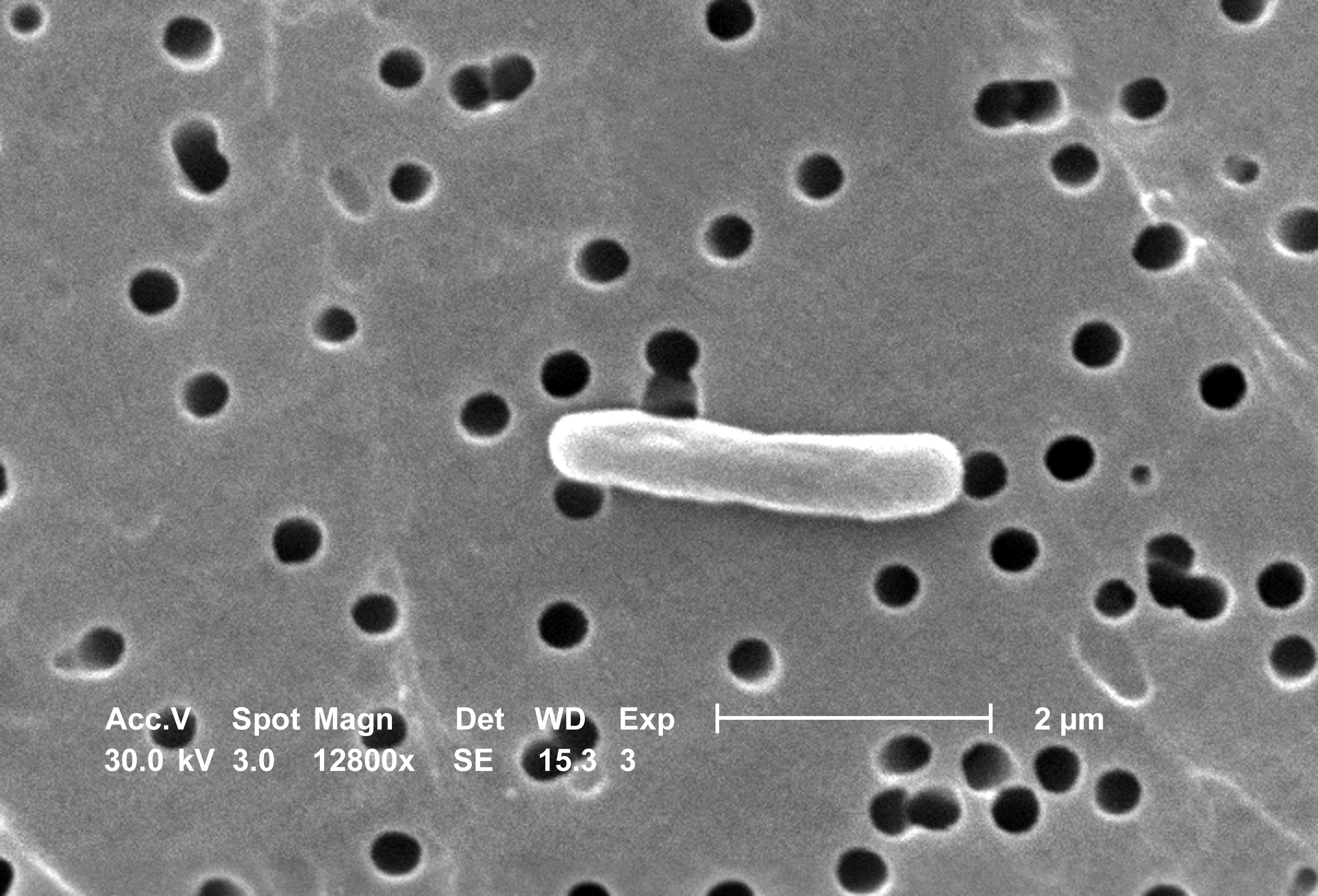 Bactéries Escherichia coli observées au microscope électronique à balayage