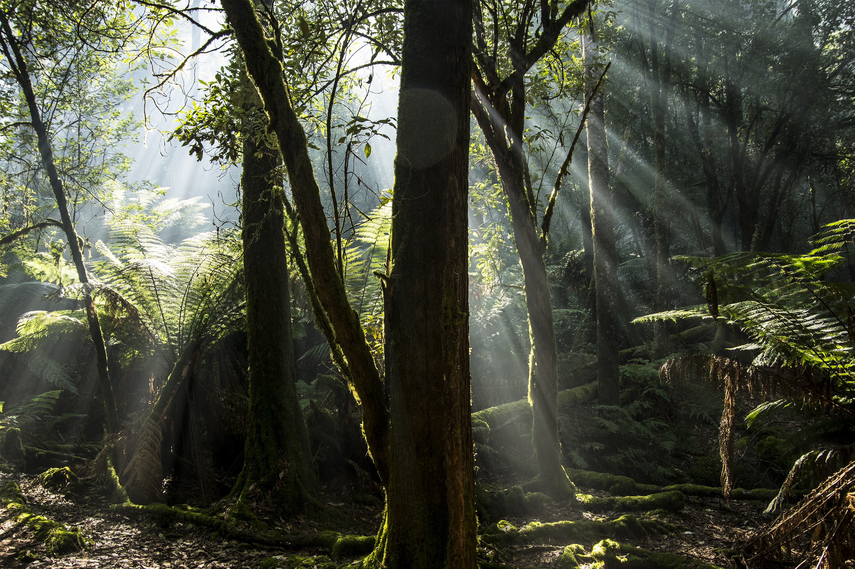 Rayons de lumière traversant une forêt en ligne droite, rendus visibles par les particules en suspension dans l'air